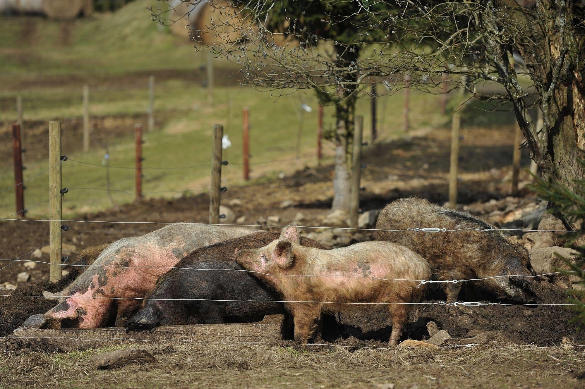 Penzion Farma U Mauritzů Stožec Esterno foto