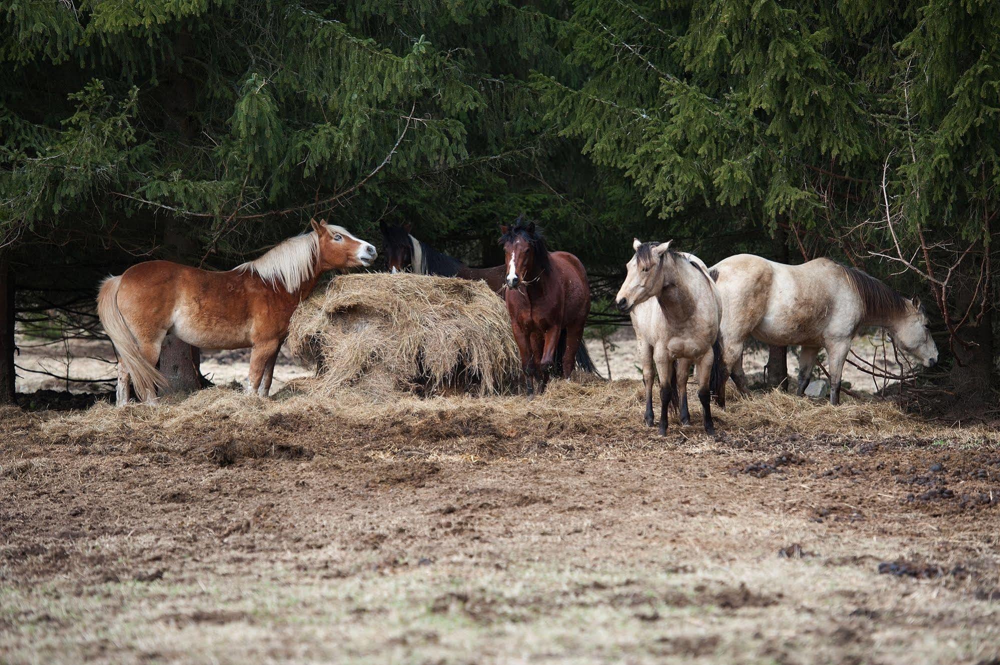 Penzion Farma U Mauritzů Stožec Esterno foto